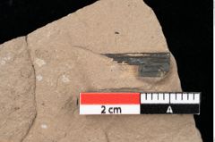 Foto (Detailansicht) von Chana parschlugiana Ettingshausen (NHMW-GEO-2024-0188-0102)